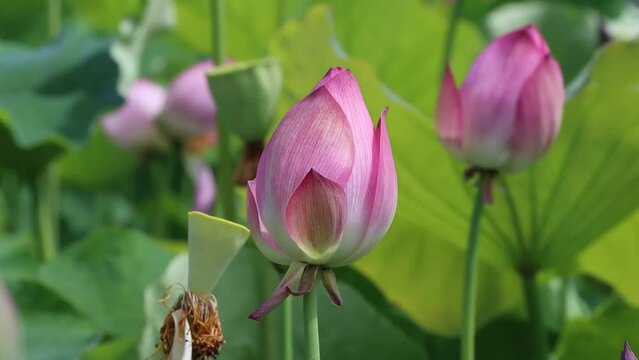 Lotus in Bloom: A Visual Symphony