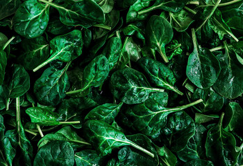 Fresh green  spinach pattern.top view