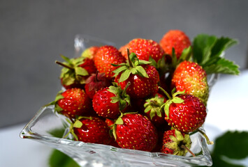 Fresh homegrown strawberries in bowl between strawberry bushes. Ripe red berries picked in home garden. Summer fruits vivid colorful background