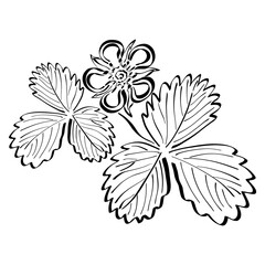 flower and leaves of strawberry, black pattern on a white background