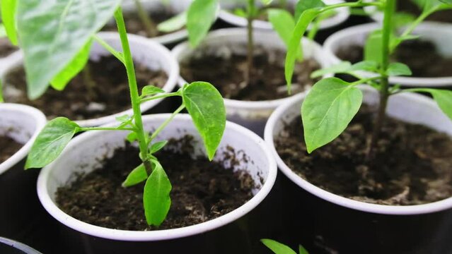 Seeds chilli Have Germinated. How to Care for Seedlings. Seed Starting , growing plants from see