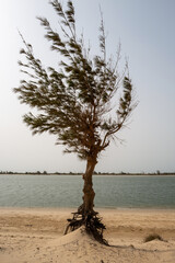 Des arbres sur le littoral atlantique victimes de l'érosion. Sénégal en Afrique