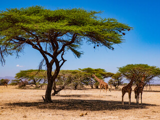 Africa