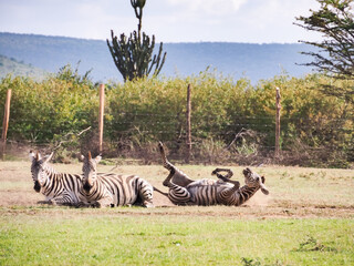 Africa