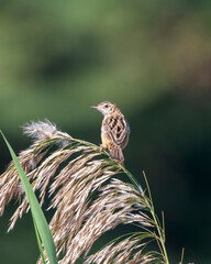 Zitting cisticola or Cisticola juncidis observed in Greater Rann of Kutch, India