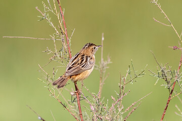 Zitting cisticola or Cisticola juncidis observed in Greater Rann of Kutch, India