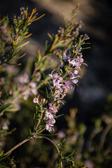 Flores de romero