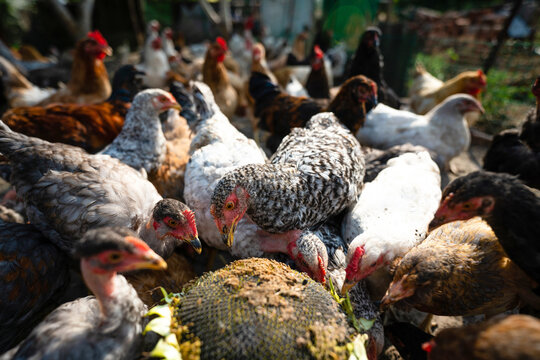 Feeding chickens with sunflower seeds on organic poultry farm.	