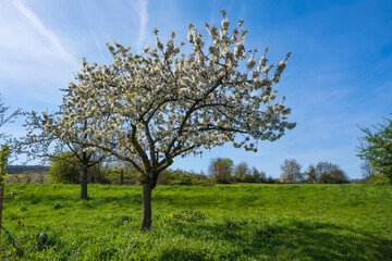 Fototapeta na wymiar Blossoming cherry trees in Wiesbaden-Frauenstein/Germany in the Rheingau