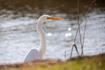 Fototapeta premium Great egret or Ardea alba white delicate bird heron family close-up portrait in the water