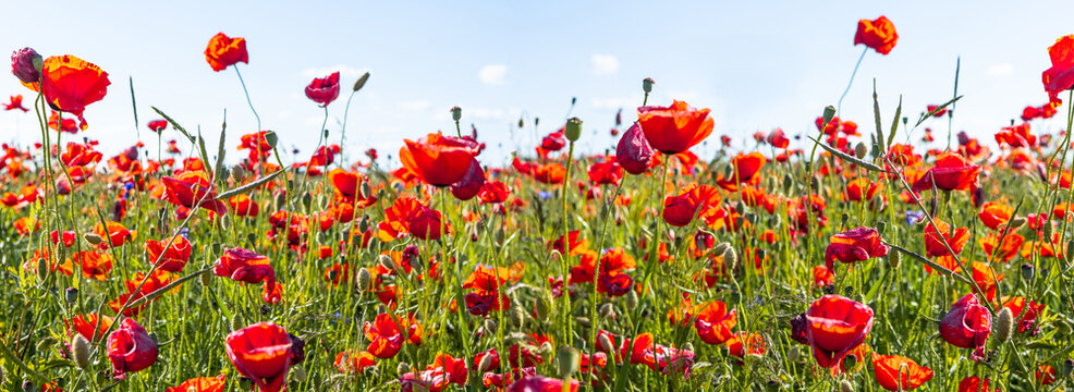 Poppy field, panoramic nature background, selective focus © Vadim