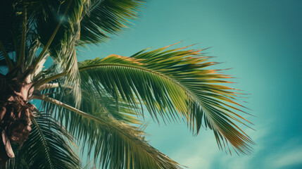 Fototapeta na wymiar Palm tree sunny background. Illustration AI Generative.