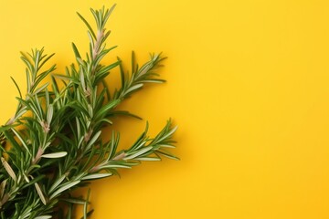 Fototapeta na wymiar a branch of a rosemary plant on a yellow background with copy - up space for a text or a picture or a logo on the bottom of the image. generative ai