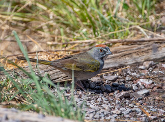 Green-tailed Towhee Getting a Drink from a Desert Seep