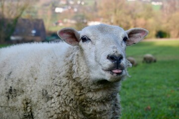Schaf am Lousberg, Aachen