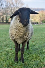 Schaf am Lousberg, Aachen