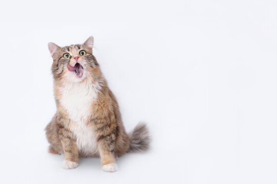 Cat sits and licks its lips. Cat with open mouth. White background studio shot of feline. Studio shot of a domestic Kitten looking up. Fluffy Kitten with whiskers on white backdrop. Web banner 