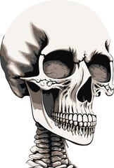 Minimalist Human Skull realistic vector illustration, human head skull