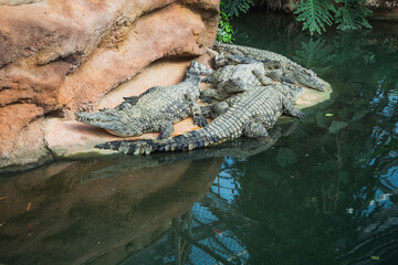 Crocodiles in the farm of crocodiles at Pierrelatte in the department of Drôme in France