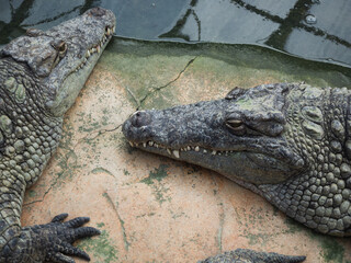 Fototapeta premium Crocodiles in the farm of crocodiles at Pierrelatte in the department of Drôme in France