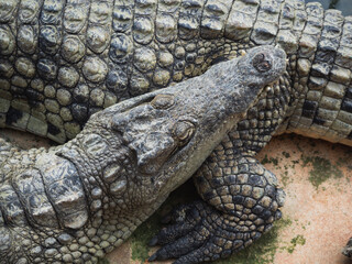 Crocodiles in the farm of crocodiles at Pierrelatte in the department of Drôme in France