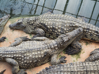 Crocodiles in the farm of crocodiles at Pierrelatte in the department of Drôme in France