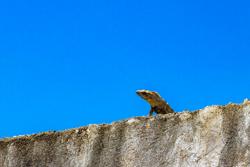 Mexican iguana lies on wall in nature blue sky Mexico.