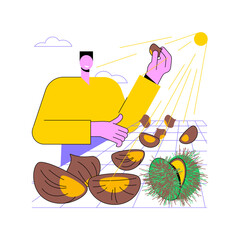 Chestnut farm isolated cartoon vector illustrations. Farmer controls chestnut production, agriculture enterprise, agribusiness worker, processing-manufacturing sector vector cartoon.