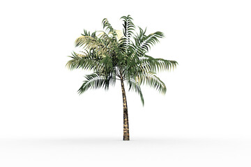 Fototapeta premium Tropical palm tree with green foilage