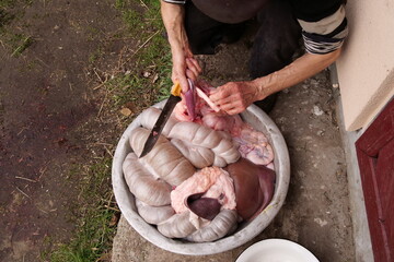 A man dissects the entrails of a pig