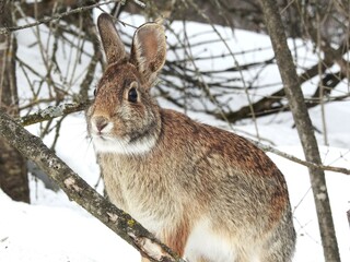 White tail bunny in the snow
