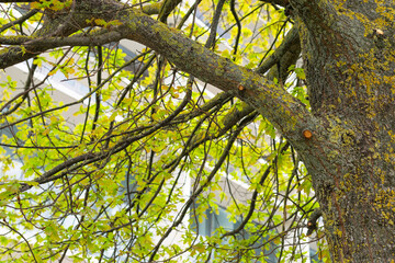 Detail of the spring awakening of a tree in the city