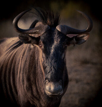 close up of a wildebeest