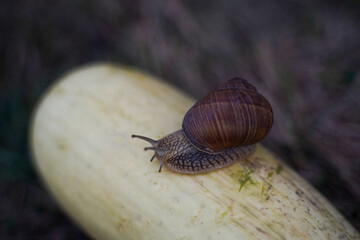 A giant snail on a white zucchini close-up top view. The snail chooses environmentally friendly...