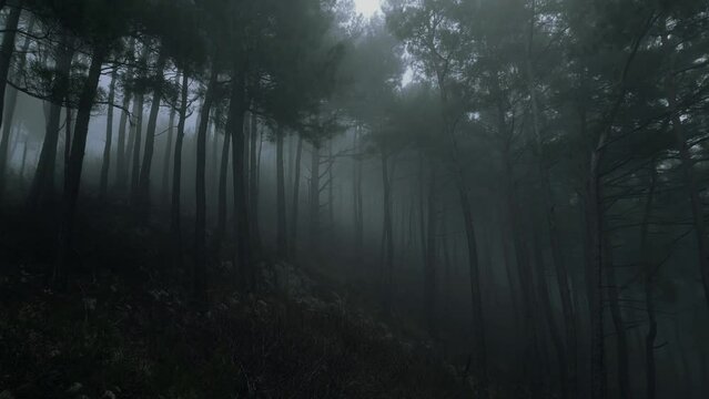 mystical pine forest on the mountainside in a misty haze is very beautiful and atmospheric