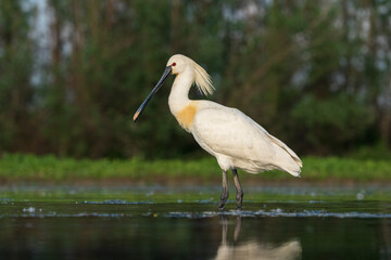 Eurasian spoonbill