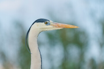 grey heron