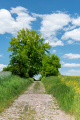 A country road among the grass with a clearance among old majestic trees.