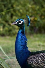 Obraz premium close-up of peacock head