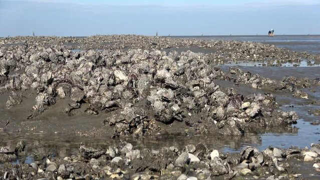 Muschelb&auml;nke im Wattenmeer, Pazifische Auster, Magallana gigas, Nationalpark Nieders&auml;chsisches Wattenmeer bei Cuxhaven