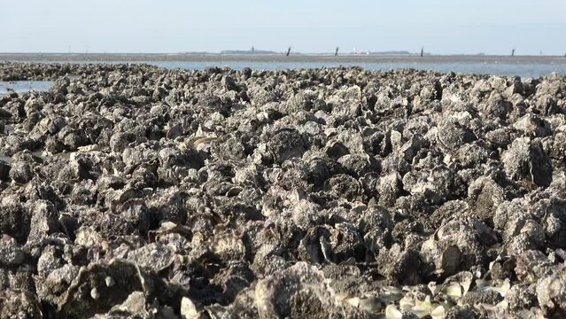 Muschelb&auml;nke im Wattenmeer, Pazifische Auster, Magallana gigas, Nationalpark Nieders&auml;chsisches Wattenmeer bei Cuxhaven