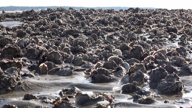 Muschelb&auml;nke im Wattenmeer, Pazifische Auster, Magallana gigas, Nationalpark Nieders&auml;chsisches Wattenmeer bei Cuxhaven
