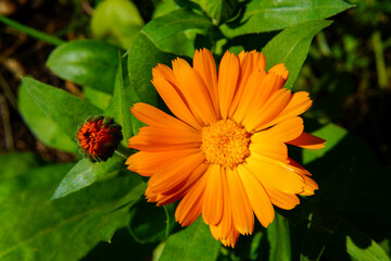 Blooming calendula on a green background.