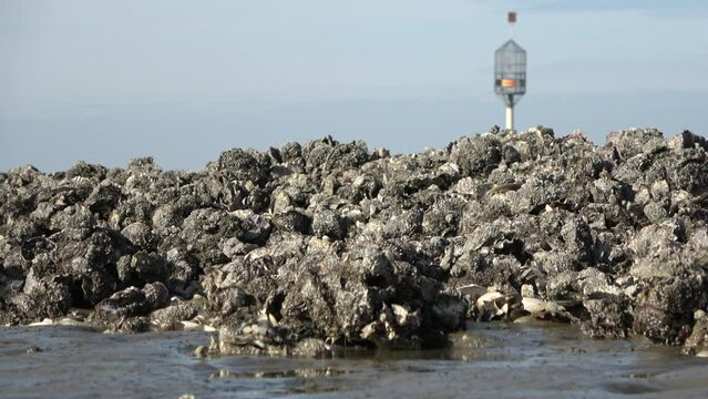 Muschelb&auml;nke und Rettungsbake im Wattenmeer bei Ebbe, Pazifische Auster, magallana gigas