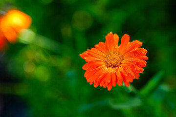 Blooming calendula on a green background.