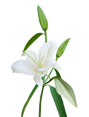 White Lily with buds isolated on transparent background