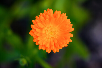 Blooming calendula on a green background.