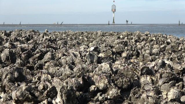Muschelb&auml;nke und Rettungsbake im Wattenmeer bei Ebbe, Pazifische Auster, magallana gigas
