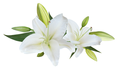 White Lily flower bouquet isolated on transparent background