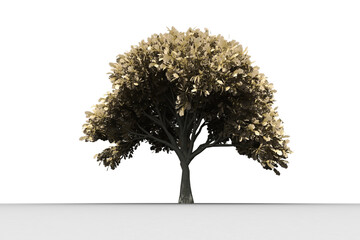 Fototapeta premium Tree with lots of leaves growing